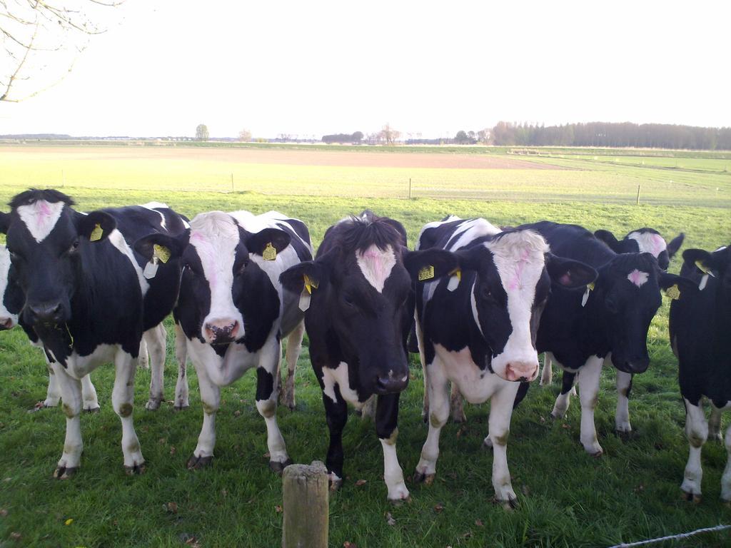 B&B Boerderij Wijtvliet Langeweg 외부 사진